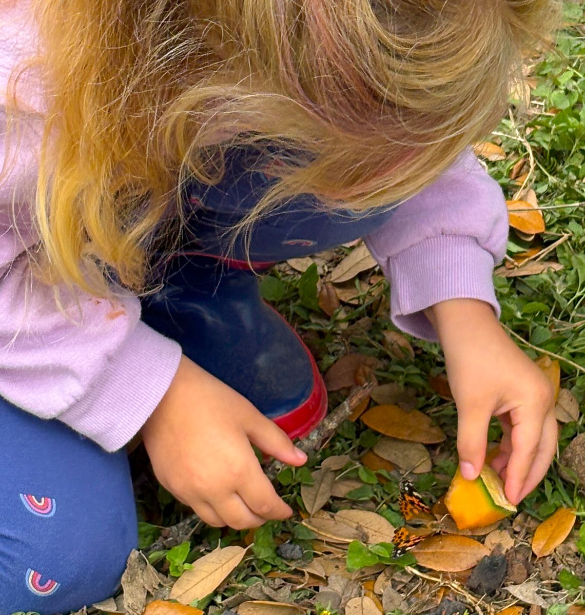 Harbingers of Spring: Painted Ladies take flight at EmilyAnn