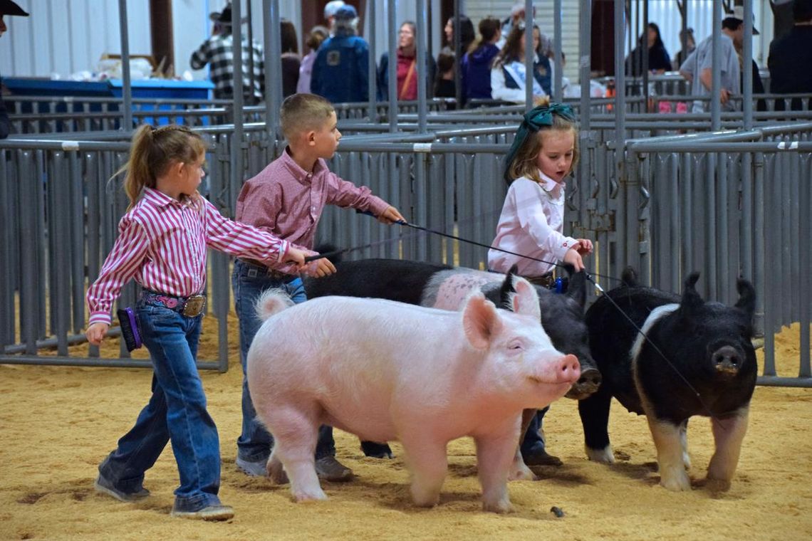 PHOTOS BY LAURIE ANDERSON Youngsters compete for showmanship with their pigs.