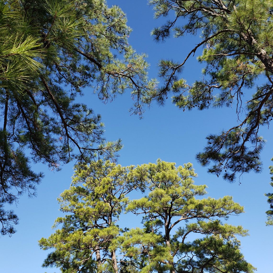 Lost Pines State Park: A Story of Rebirth, Resilience, and Hope