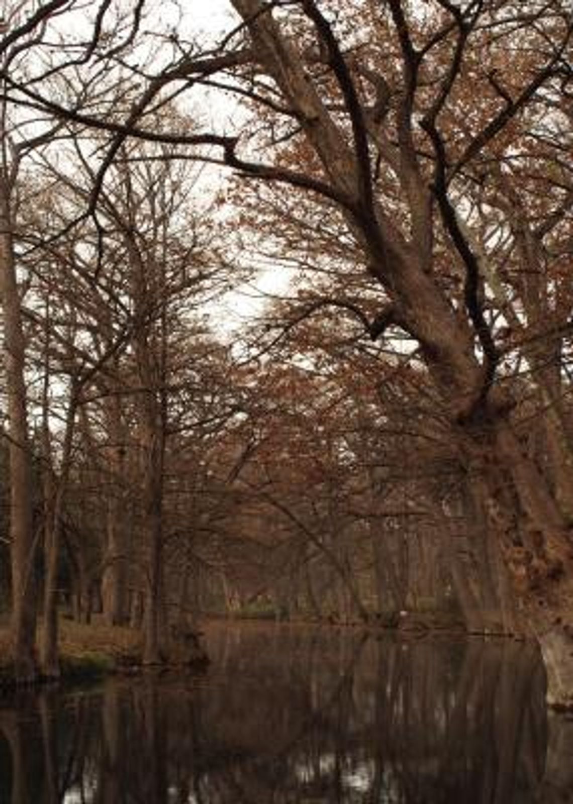 Oak Wilt discovered in Blue Hole park