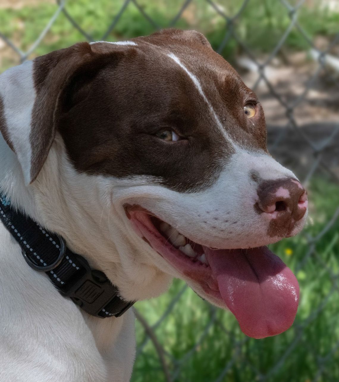 Pet of the Week