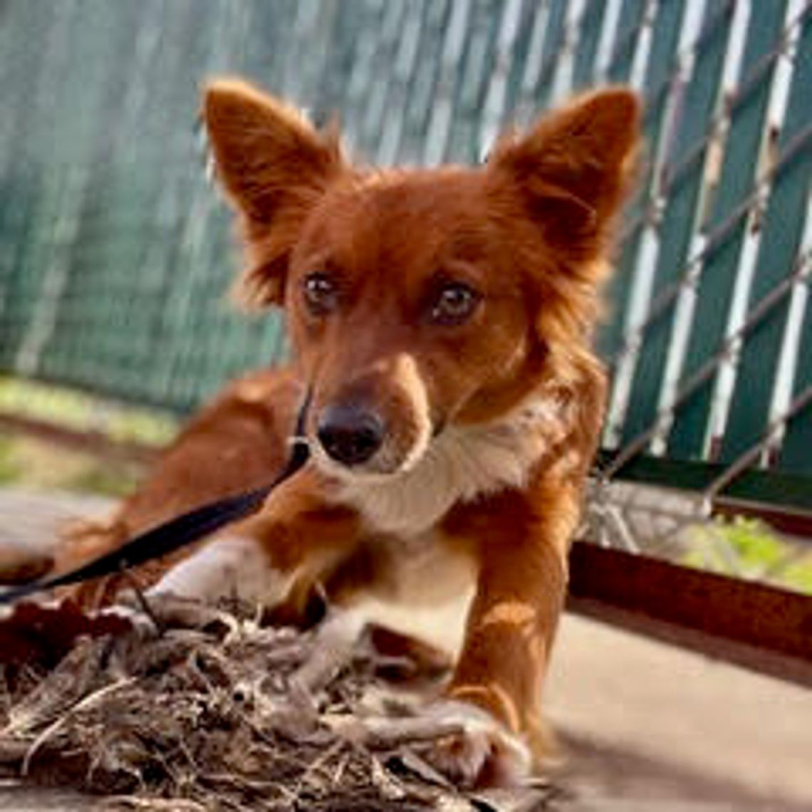 Pet of the Week — Fifi Pet of the Week — Fifi