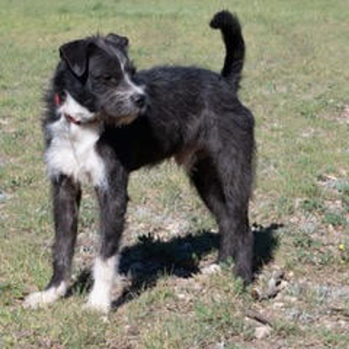 Pet of the Week - Macaw