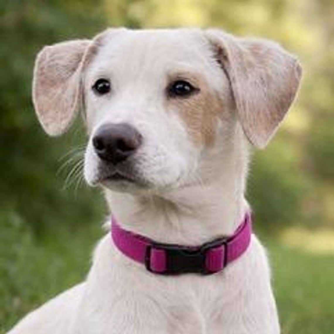 Image Pet of the Weelk -- Milkshake.jpeg (10549737)