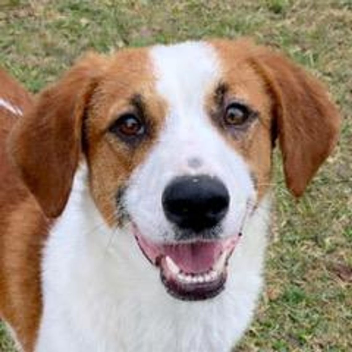 Image Pet of the Week -- Mollie.jpeg (10381206)