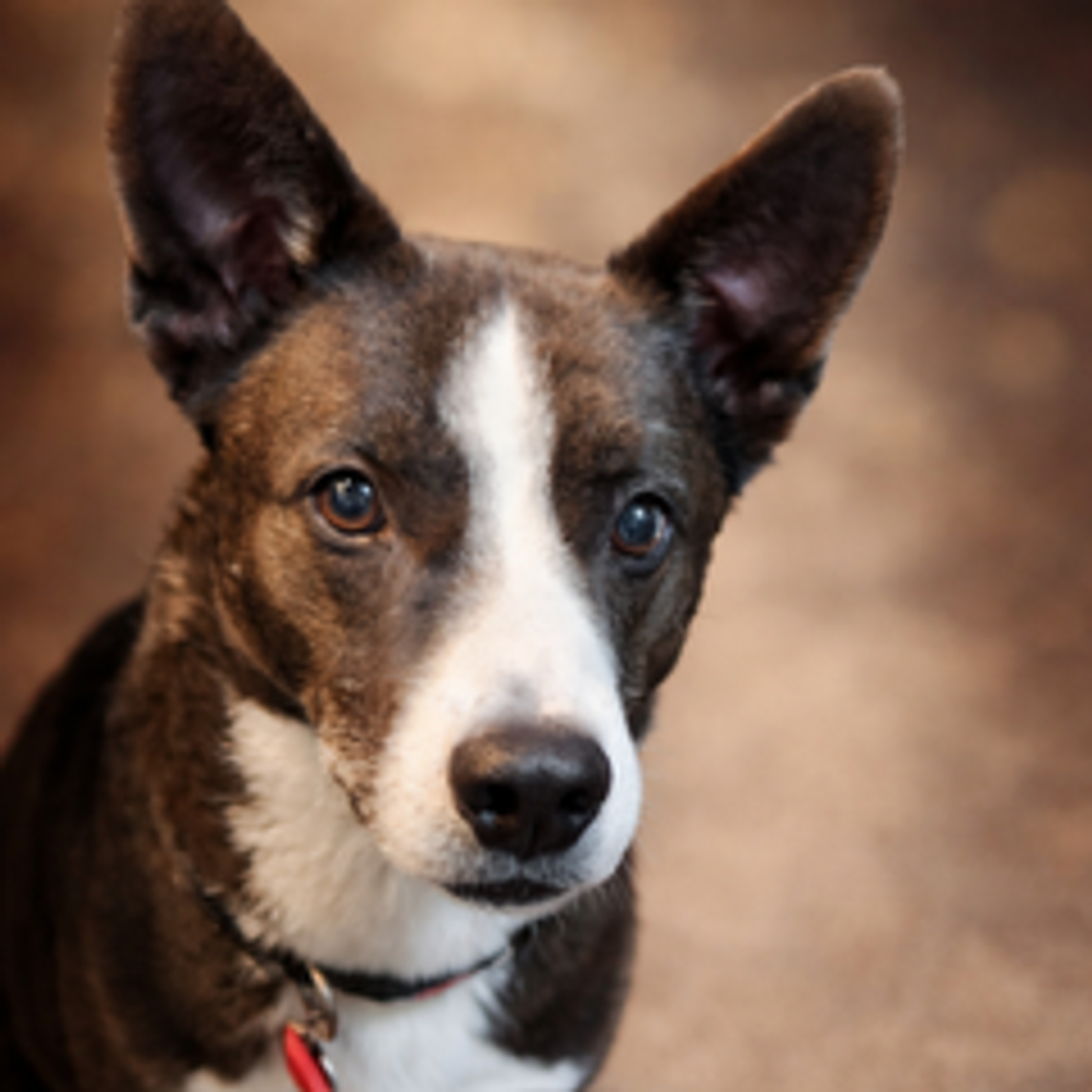 Image Pet of the Week -- Moonlight.png (10309726)