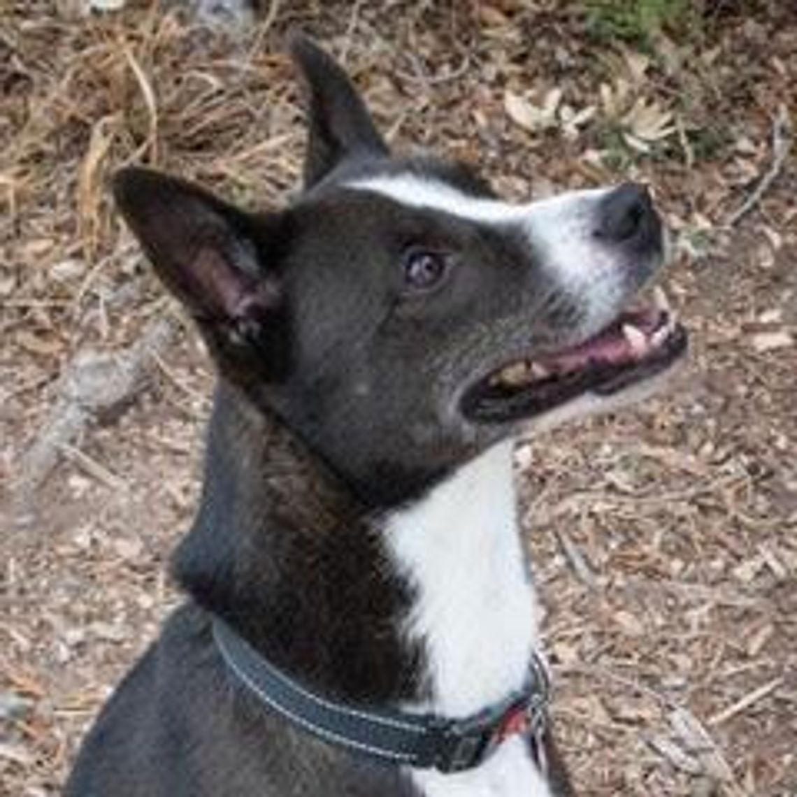 Image Moonlight.jpg (10484029)