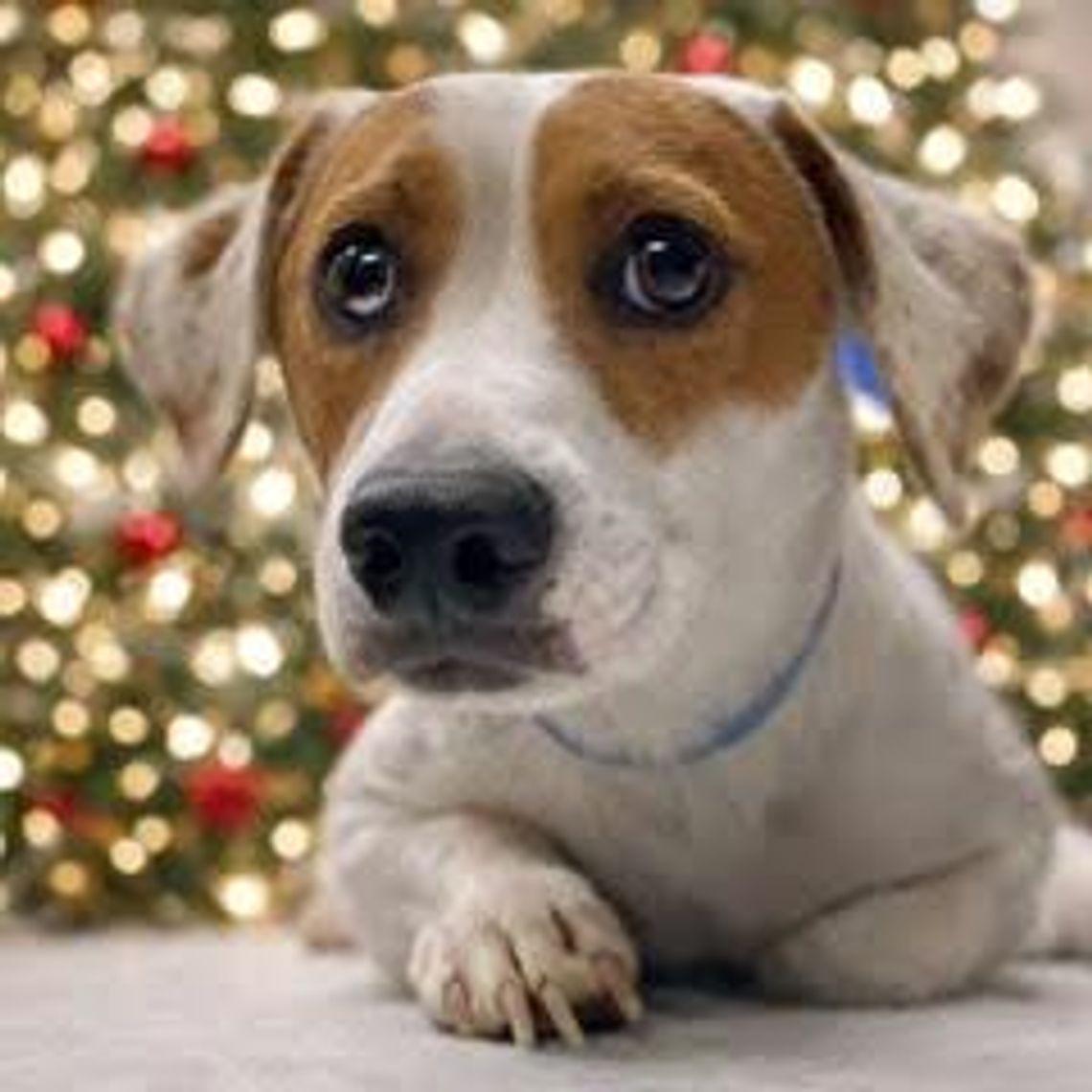 Pet of the week - Nugget Image Nugget.jpg (10124673)