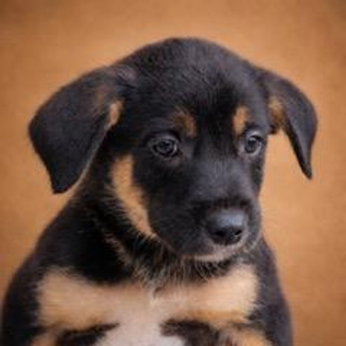 Pet of the Week - Paddington Image Pet of the Week -- Paddingtom.jpeg (10416088)