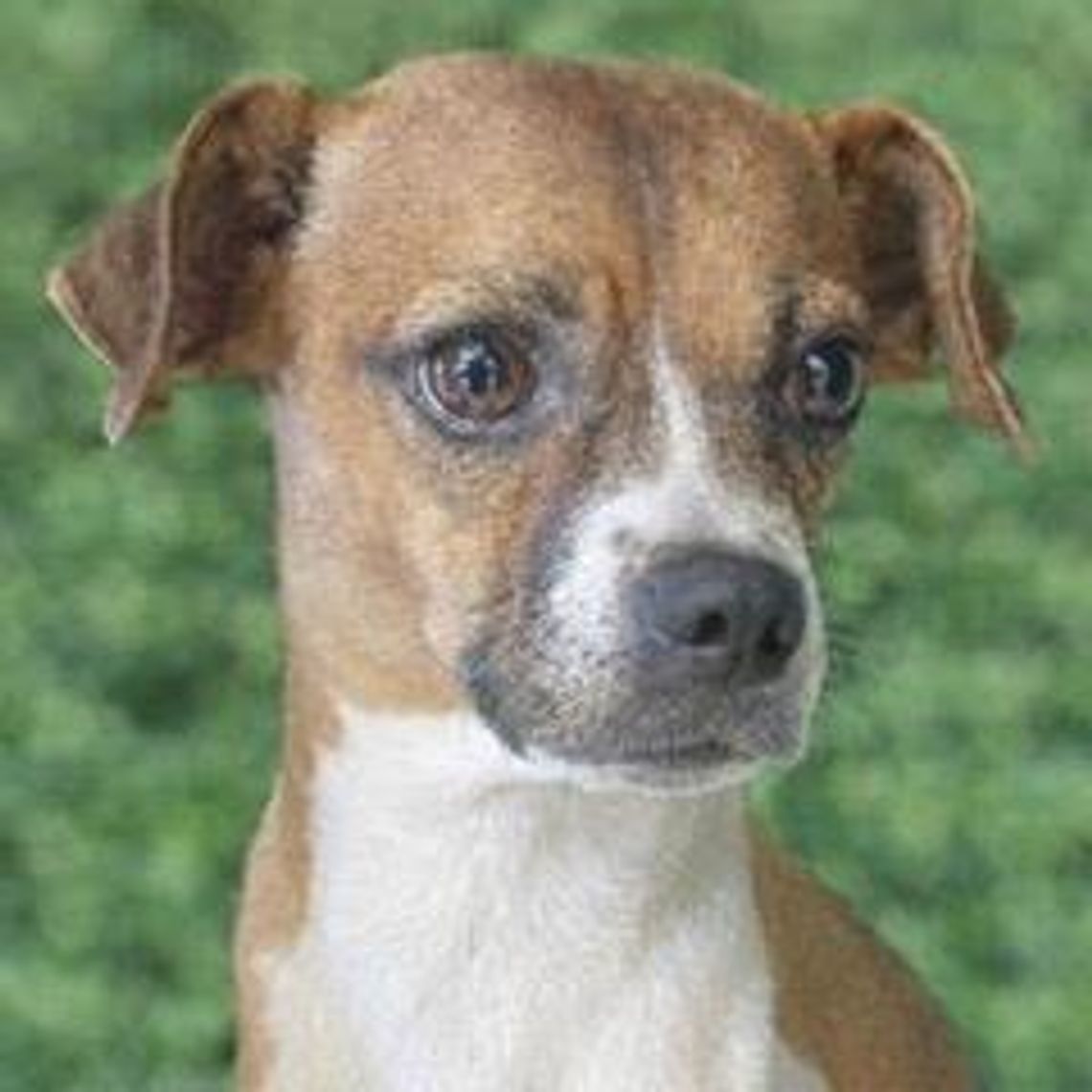 Pet of the Week Rita Image Rita.jpg (10274597)