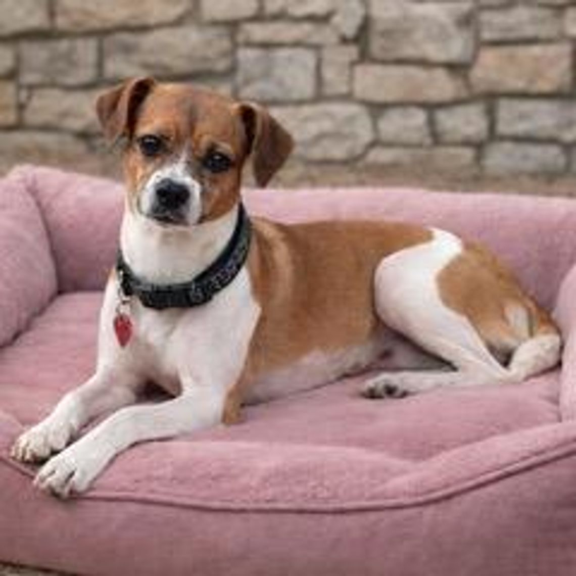 Image Pet of the Week -- Rita.jpeg (10345201)