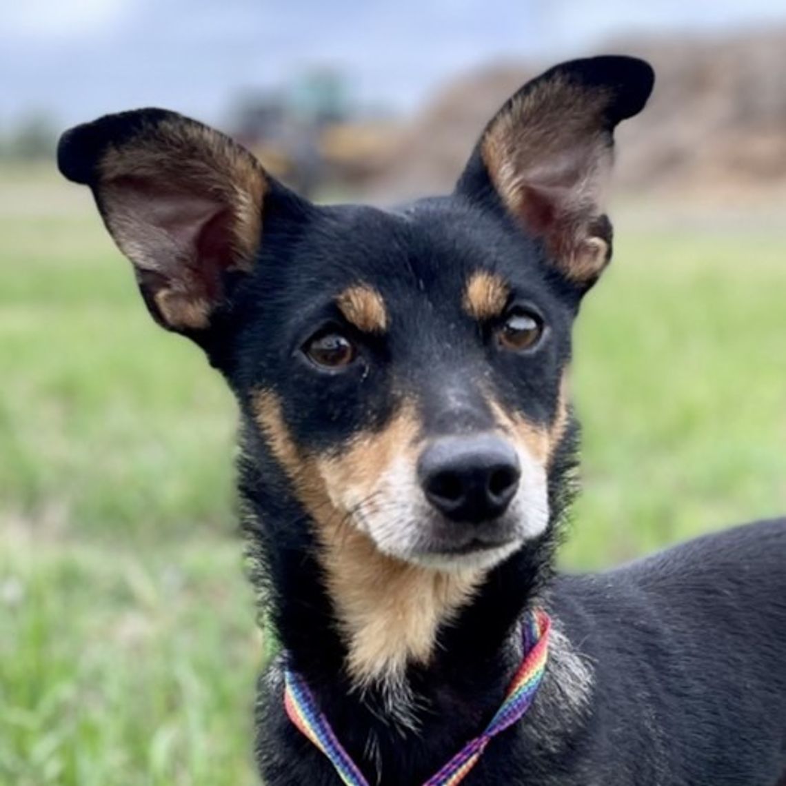 Pet of the Week - Roxie