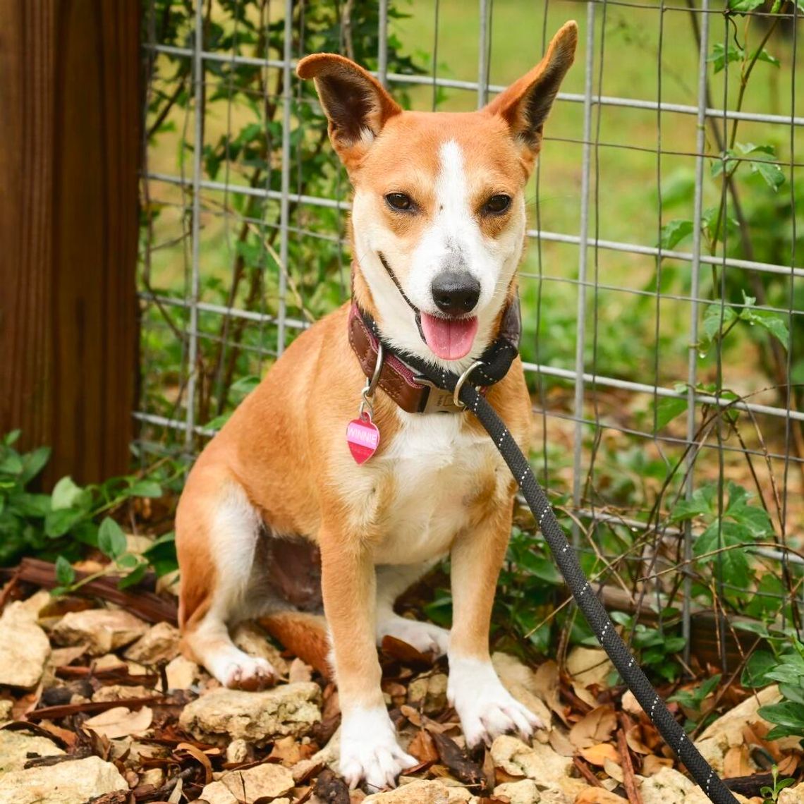 Pet of the Week - Winnie Pet of the Week - Winnie
