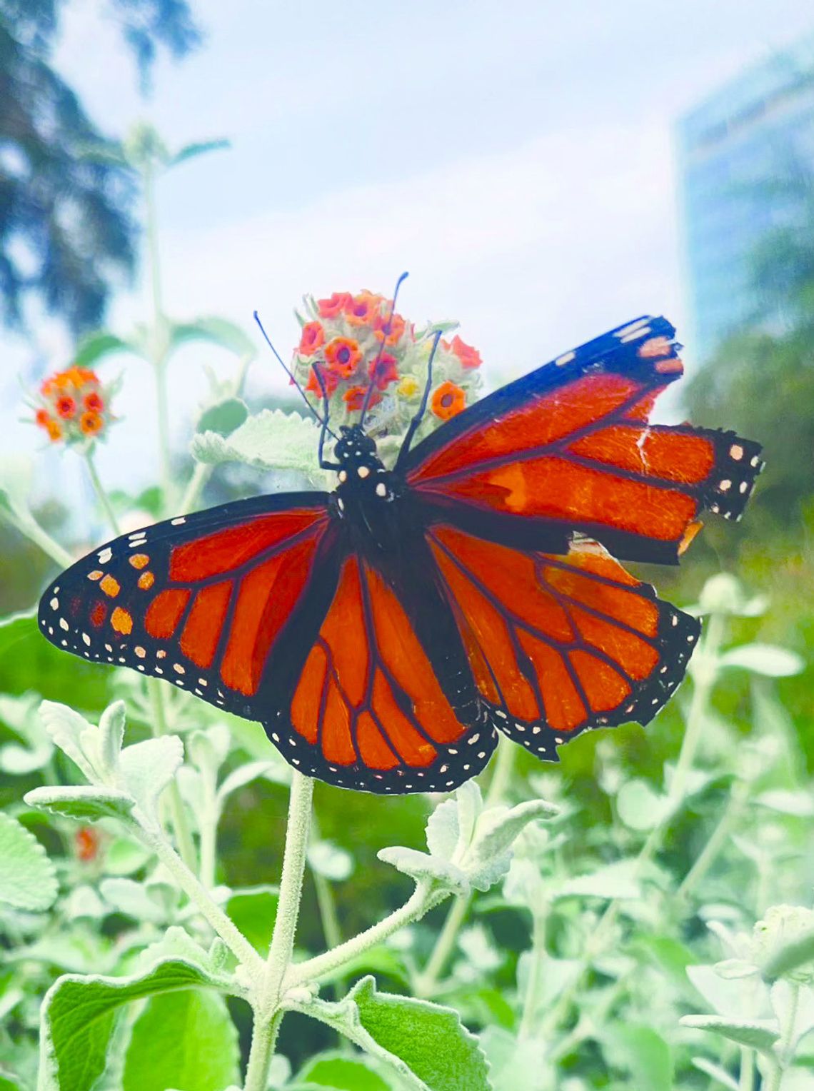 Planting milkweed brings beneficial butterflies, bees