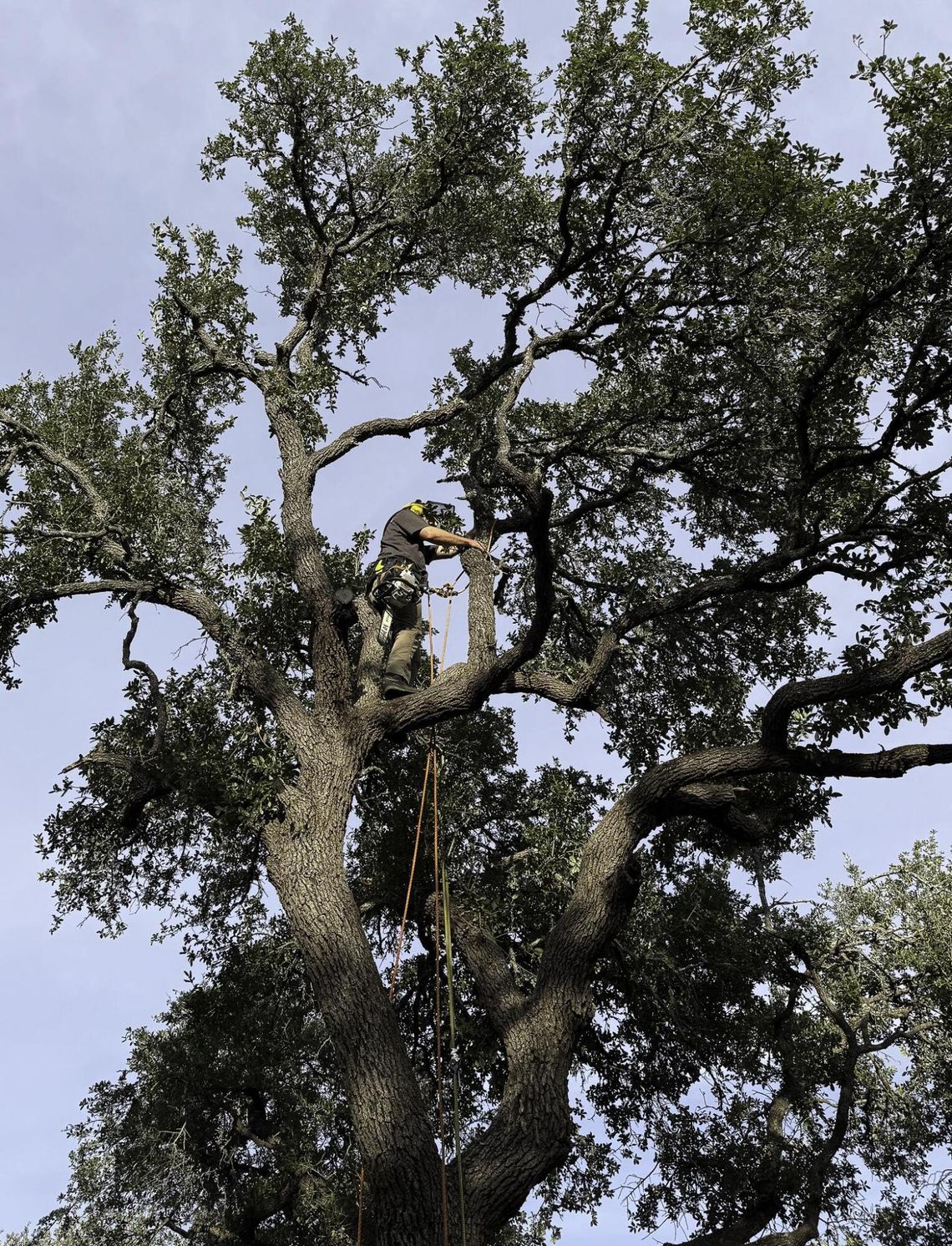 Santos Bonilla working in one of the area’s giant Oaks. Submitted Photo