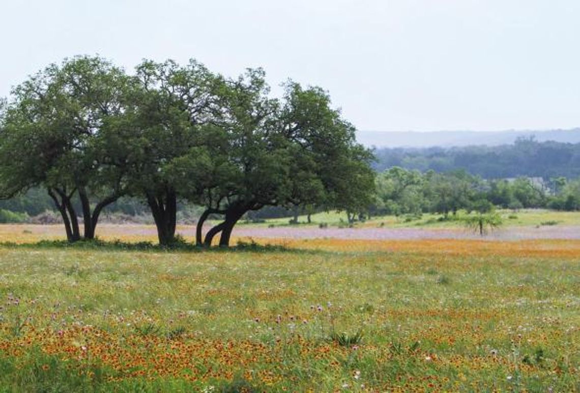 Showers bring flowers to the Texas Hill Country