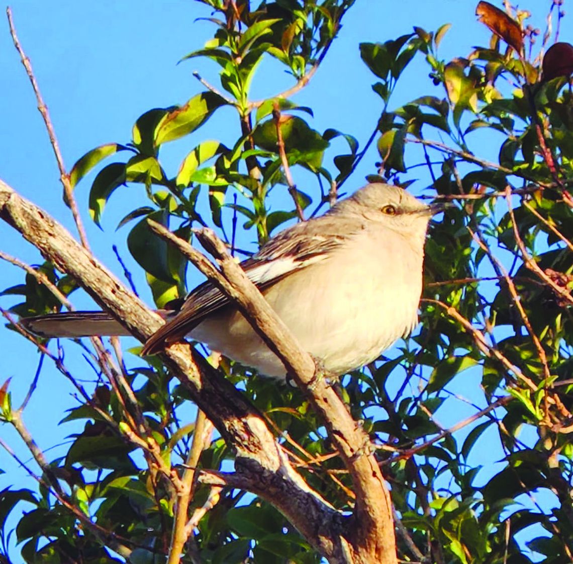 The brilliance of ‘bird brain’