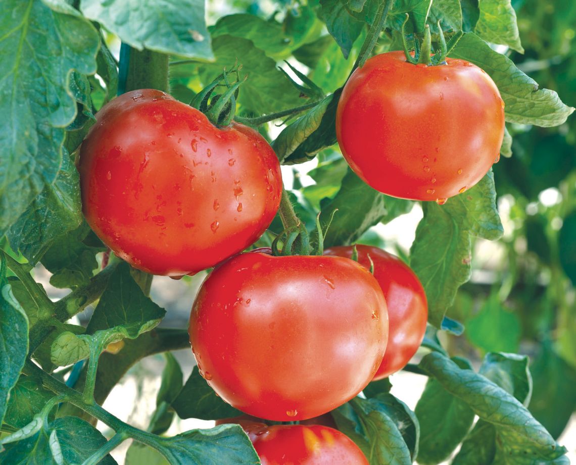 Three Tips for Growing Better Tomatoes