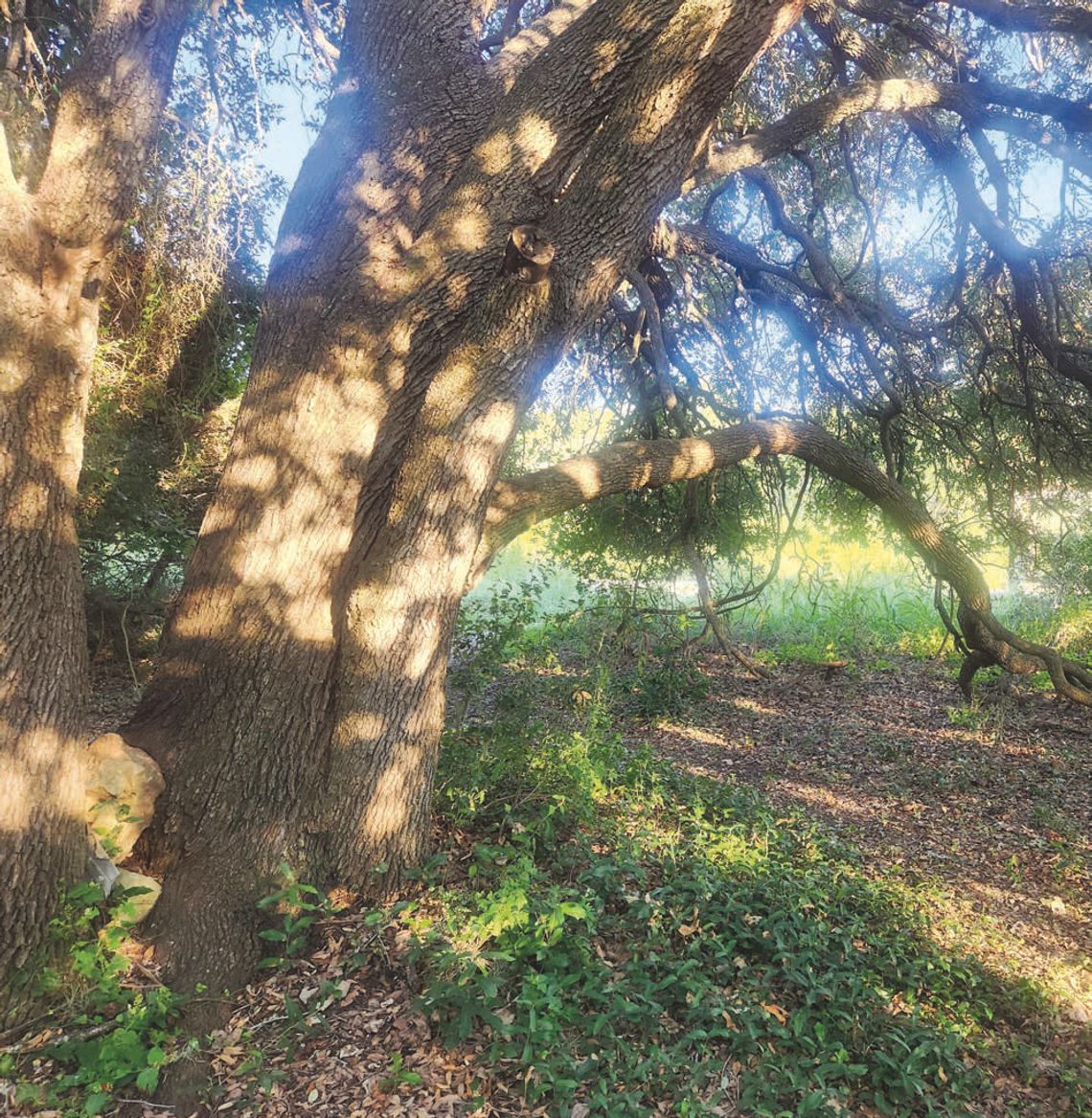 Trees: Planting roots for posterity