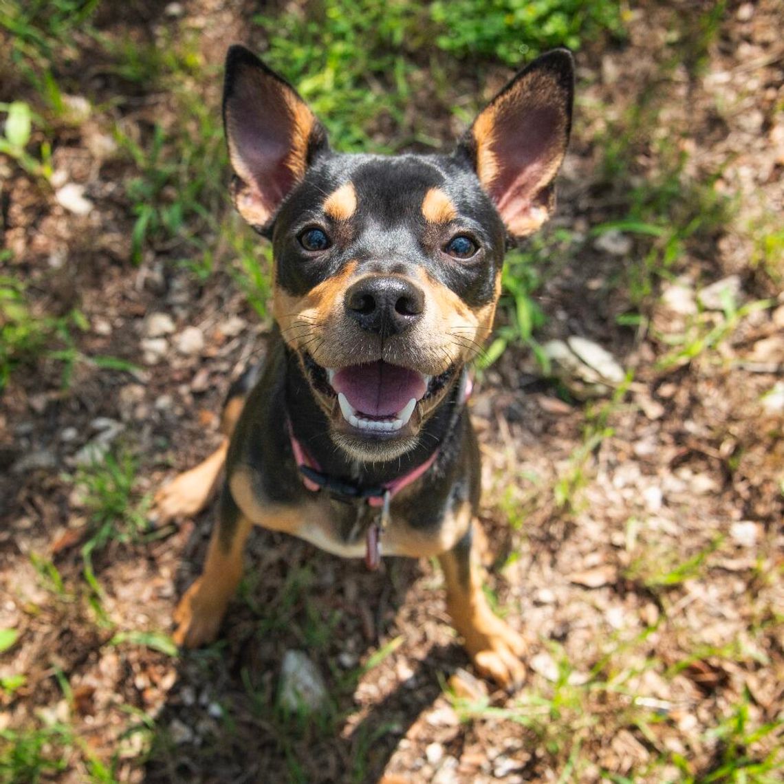 WAG's Pet of the Week - Raichu WAG's Pet of the Week - Raichu