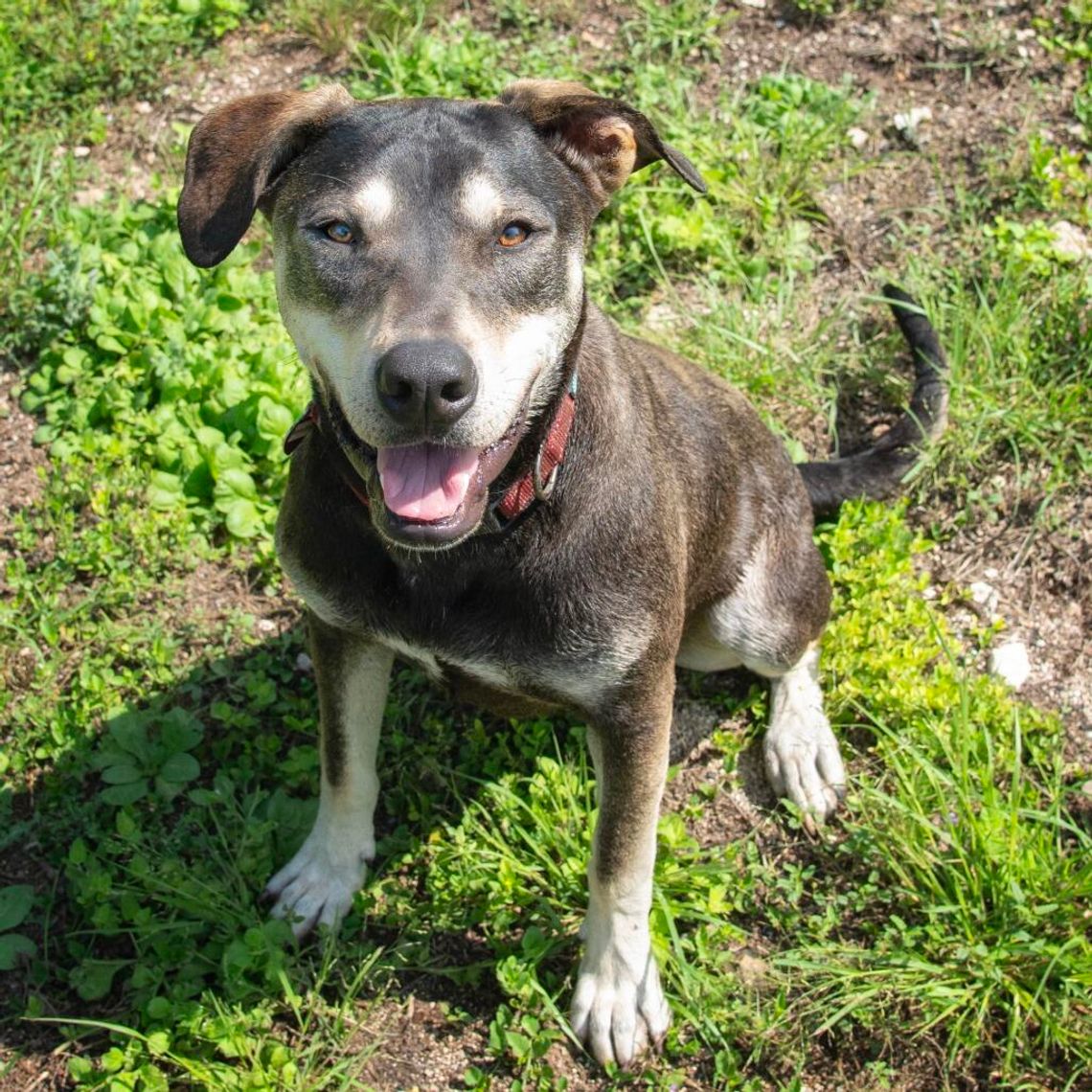 WAG's Pet of the Week - Rambler WAG's Pet of the Week - Rambler