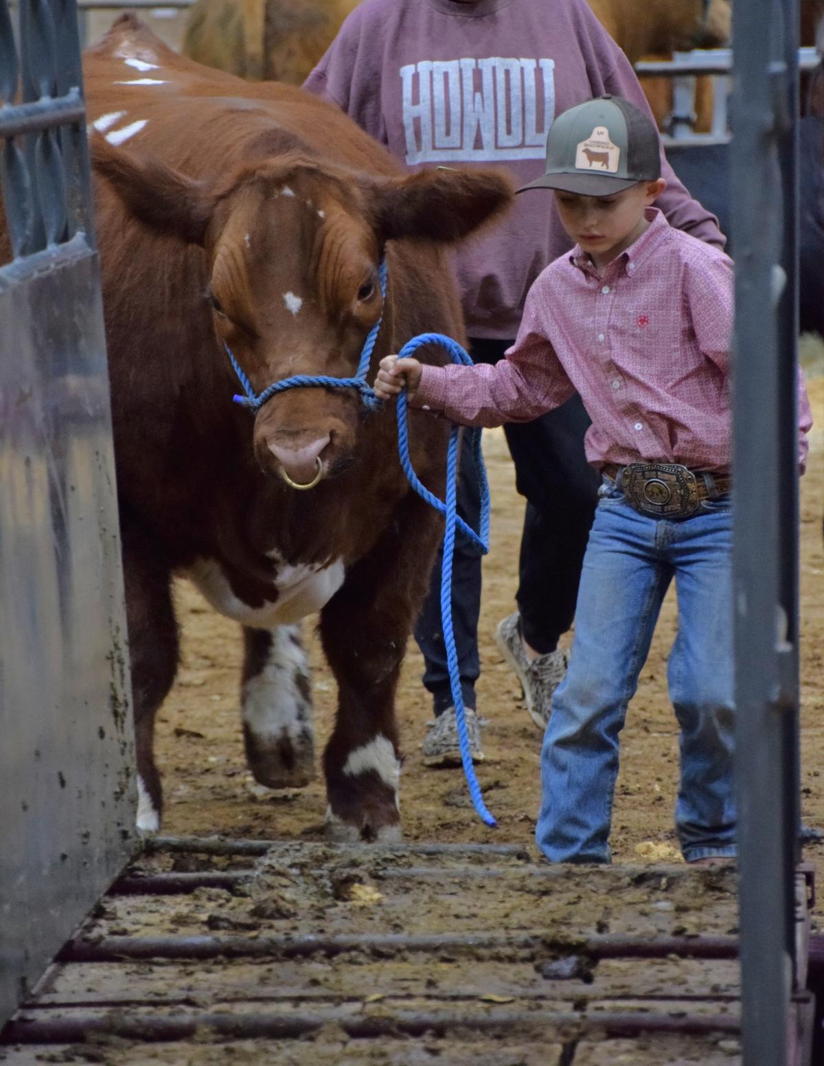 A boy leads his cow to be weighed in.